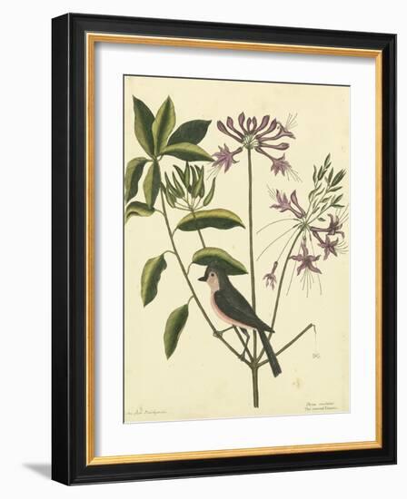 Catesby Bird and Botanical I-Mark Catesby-Framed Art Print