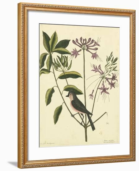 Catesby Bird and Botanical I-Mark Catesby-Framed Art Print