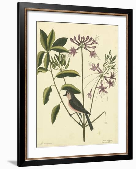 Catesby Bird and Botanical I-Mark Catesby-Framed Art Print