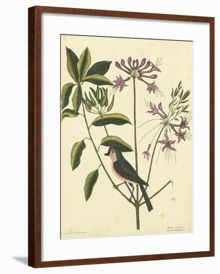 Catesby Bird and Botanical I-Mark Catesby-Framed Art Print