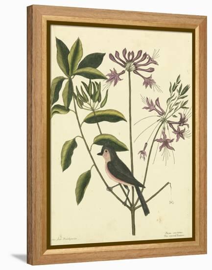 Catesby Bird and Botanical I-Mark Catesby-Framed Stretched Canvas