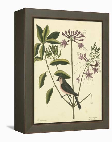 Catesby Bird and Botanical I-Mark Catesby-Framed Stretched Canvas