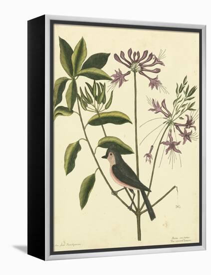 Catesby Bird and Botanical I-Mark Catesby-Framed Stretched Canvas