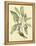 Catesby Bird and Botanical V-Mark Catesby-Framed Stretched Canvas