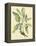 Catesby Bird and Botanical V-Mark Catesby-Framed Stretched Canvas