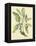 Catesby Bird and Botanical V-Mark Catesby-Framed Stretched Canvas