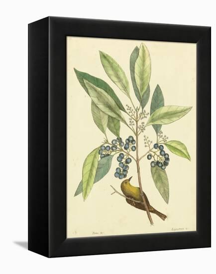 Catesby Bird and Botanical V-Mark Catesby-Framed Stretched Canvas