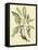 Catesby Bird and Botanical V-Mark Catesby-Framed Stretched Canvas