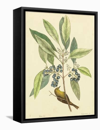 Catesby Bird and Botanical V-Mark Catesby-Framed Stretched Canvas