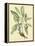 Catesby Bird and Botanical V-Mark Catesby-Framed Stretched Canvas