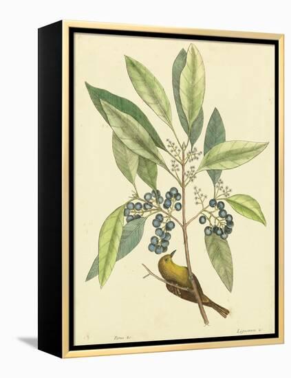 Catesby Bird and Botanical V-Mark Catesby-Framed Stretched Canvas