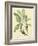 Catesby Bird and Botanical V-Mark Catesby-Framed Art Print