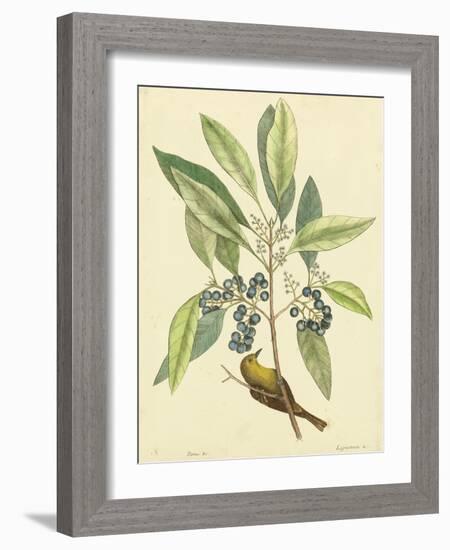 Catesby Bird and Botanical V-Mark Catesby-Framed Art Print