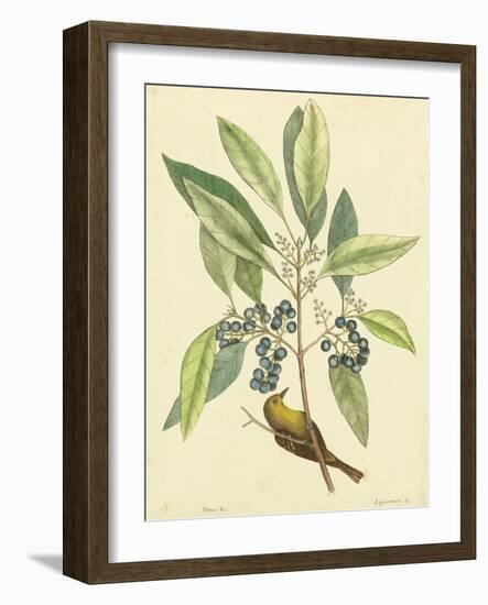 Catesby Bird and Botanical V-Mark Catesby-Framed Art Print