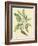 Catesby Bird and Botanical V-Mark Catesby-Framed Art Print