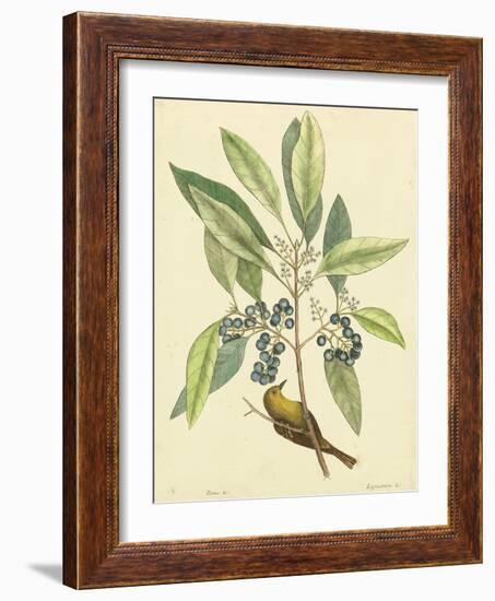 Catesby Bird and Botanical V-Mark Catesby-Framed Art Print