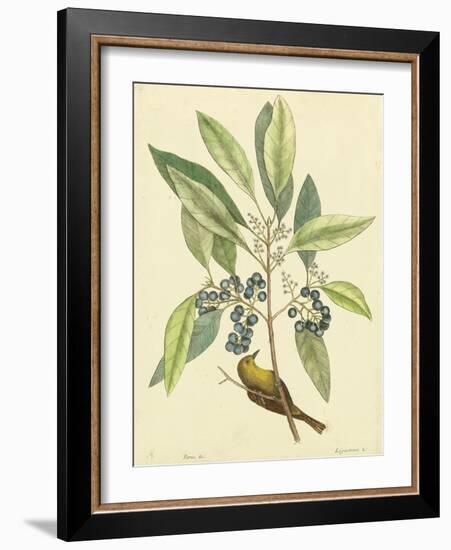 Catesby Bird and Botanical V-Mark Catesby-Framed Art Print