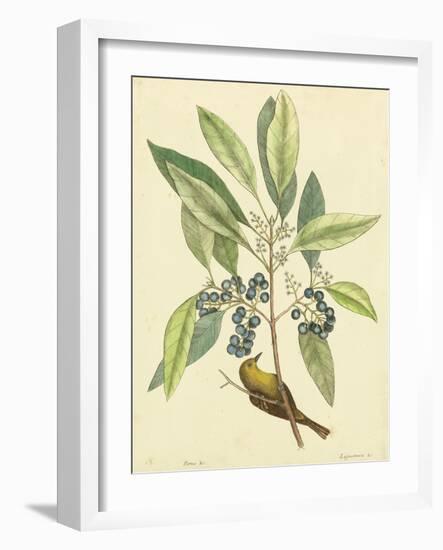 Catesby Bird and Botanical V-Mark Catesby-Framed Art Print