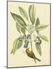 Catesby Bird and Botanical V-Mark Catesby-Mounted Art Print