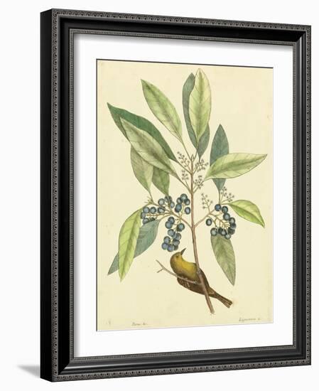 Catesby Bird and Botanical V-Mark Catesby-Framed Art Print