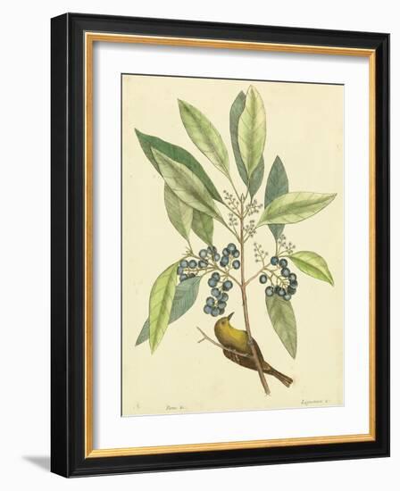 Catesby Bird and Botanical V-Mark Catesby-Framed Art Print