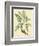 Catesby Bird and Botanical V-Mark Catesby-Framed Premium Giclee Print