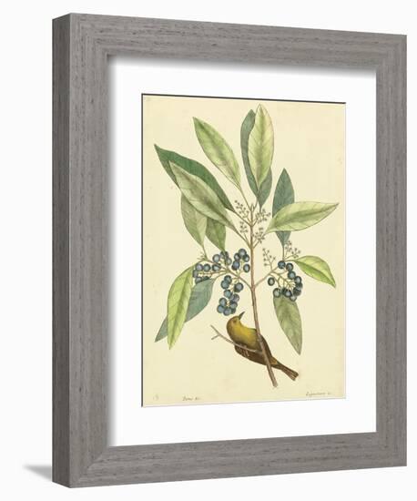 Catesby Bird and Botanical V-Mark Catesby-Framed Premium Giclee Print