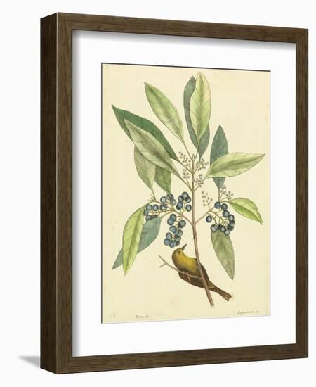 Catesby Bird and Botanical V-Mark Catesby-Framed Premium Giclee Print