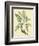 Catesby Bird and Botanical V-Mark Catesby-Framed Premium Giclee Print