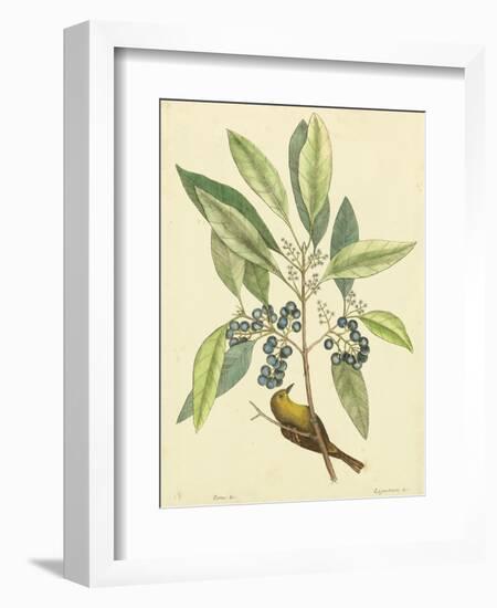 Catesby Bird and Botanical V-Mark Catesby-Framed Premium Giclee Print