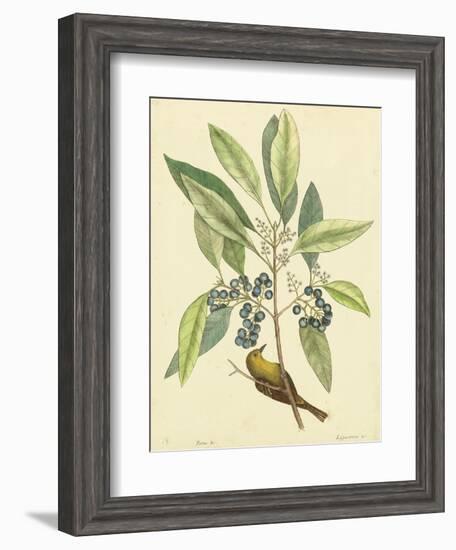 Catesby Bird and Botanical V-Mark Catesby-Framed Art Print