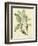 Catesby Bird and Botanical V-Mark Catesby-Framed Art Print