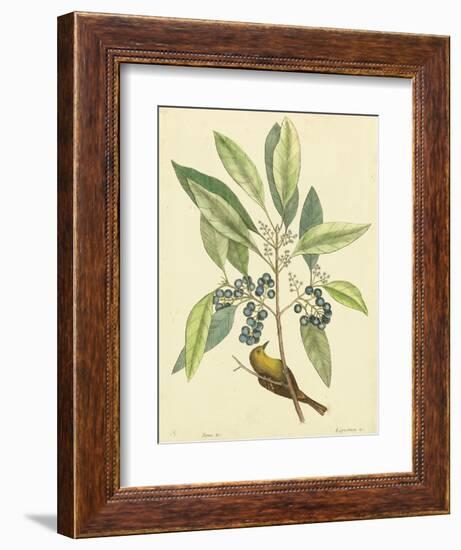 Catesby Bird and Botanical V-Mark Catesby-Framed Art Print