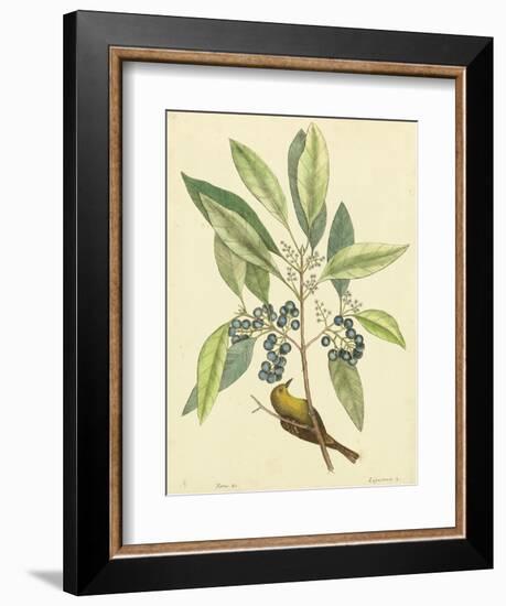 Catesby Bird and Botanical V-Mark Catesby-Framed Art Print