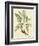 Catesby Bird and Botanical V-Mark Catesby-Framed Art Print