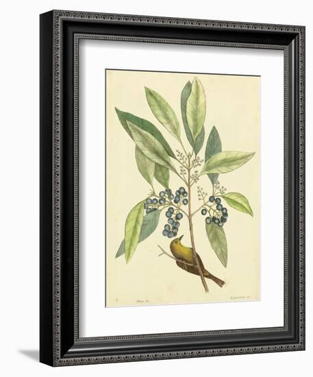 Catesby Bird and Botanical V-Mark Catesby-Framed Art Print