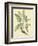 Catesby Bird and Botanical V-Mark Catesby-Framed Art Print