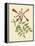 Catesby Bird and Botanical VI-Mark Catesby-Framed Stretched Canvas