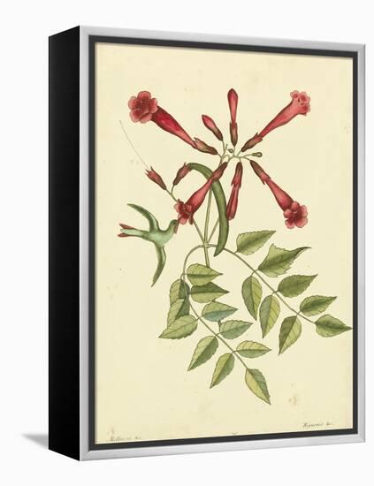 Catesby Bird and Botanical VI-Mark Catesby-Framed Stretched Canvas