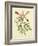 Catesby Bird and Botanical VI-Mark Catesby-Framed Art Print