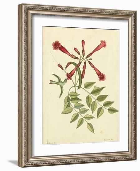 Catesby Bird and Botanical VI-Mark Catesby-Framed Art Print