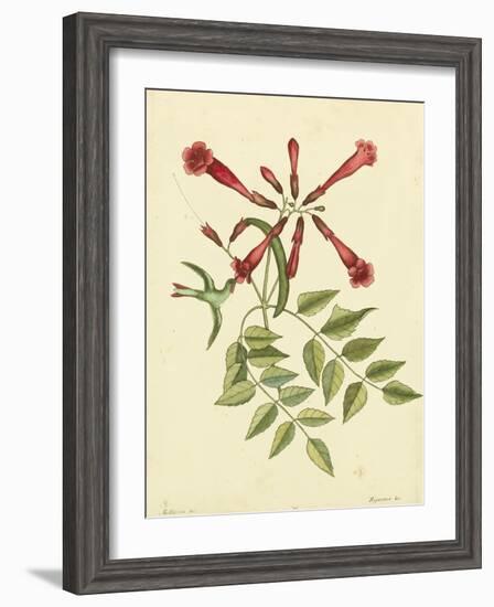 Catesby Bird and Botanical VI-Mark Catesby-Framed Art Print