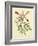 Catesby Bird and Botanical VI-Mark Catesby-Framed Art Print