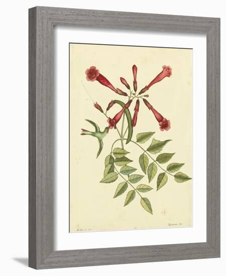 Catesby Bird and Botanical VI-Mark Catesby-Framed Art Print