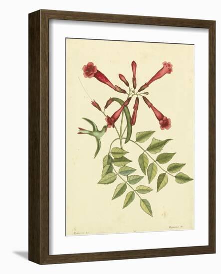 Catesby Bird and Botanical VI-Mark Catesby-Framed Art Print