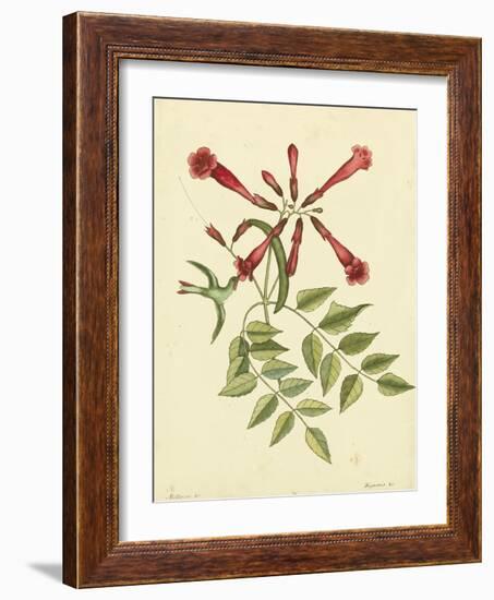 Catesby Bird and Botanical VI-Mark Catesby-Framed Art Print