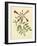 Catesby Bird and Botanical VI-Mark Catesby-Framed Art Print