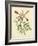 Catesby Bird and Botanical VI-Mark Catesby-Framed Art Print