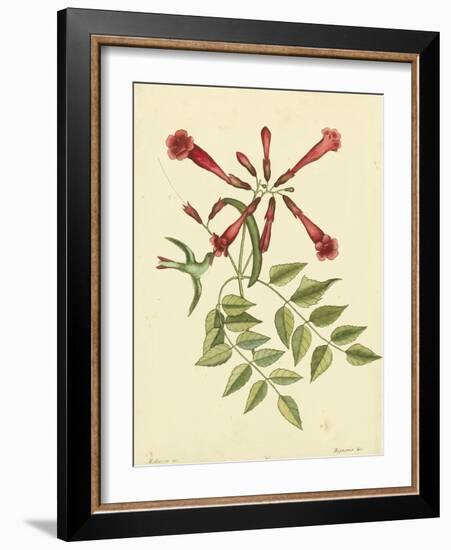 Catesby Bird and Botanical VI-Mark Catesby-Framed Art Print