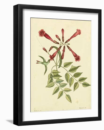 Catesby Bird and Botanical VI-Mark Catesby-Framed Art Print